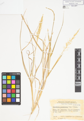 Sporobolus pyramidatus