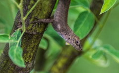 Anolis cristatellus cristatellus