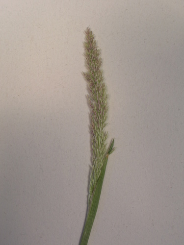 Sporobolus pyramidatus