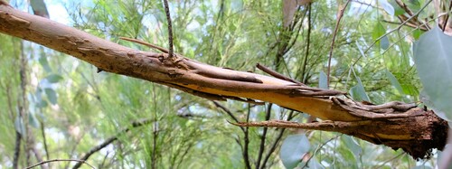 Image of Eucalyptus polyanthemos by (c) Peter Crowcroft, some rights reserved (CC BY)