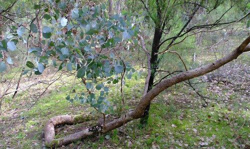 Image of Eucalyptus polyanthemos by (c) Peter Crowcroft, some rights reserved (CC BY)