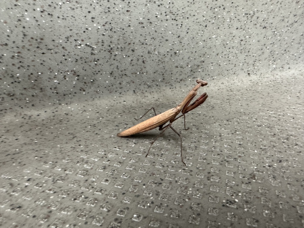 Statilia maculata maculata in August 2023 by Yoshihiro Tokue · iNaturalist