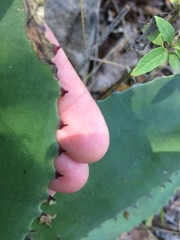 Agave chiapensis
