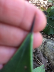 Agave chiapensis