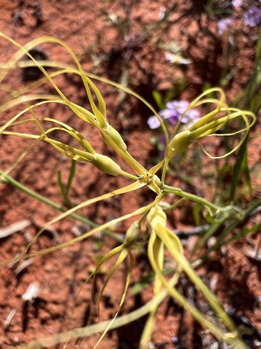 Stenopetalum nutans, 2023-08-09