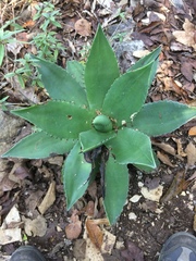 Agave chiapensis