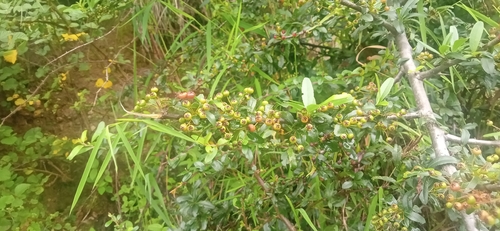 Image of Pyracantha crenulata by (c) Bala singh, some rights reserved (CC BY)