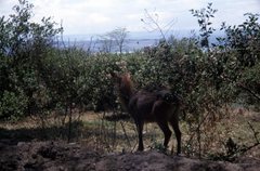 Kobus ellipsiprymnus defassa