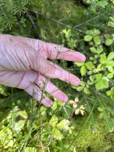 Woodland Rush (Juncus subcaudatus)