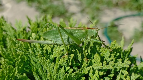 Upland Green Bush-cricket photo 4