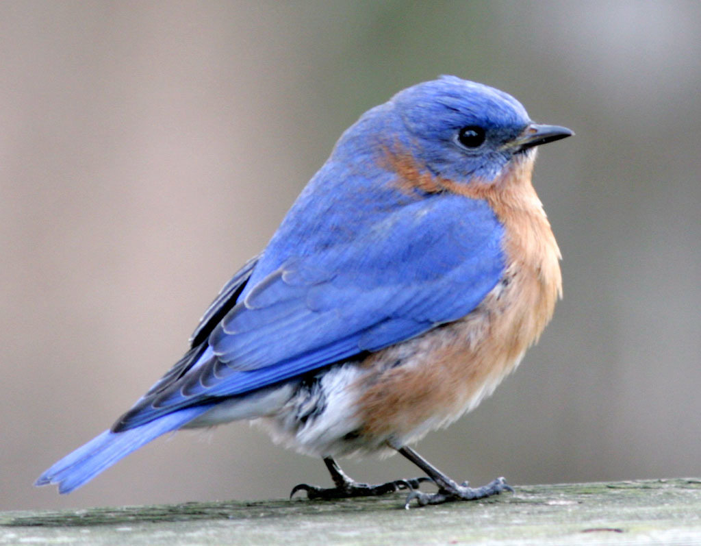 Eastern Bluebird (Clay Hill Memorial Forest Birds) · iNaturalist