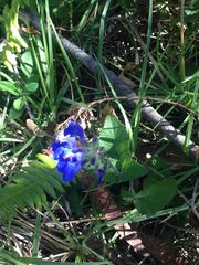 Salvia scutellarioides
