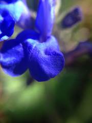 Salvia scutellarioides