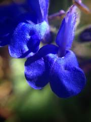 Salvia scutellarioides