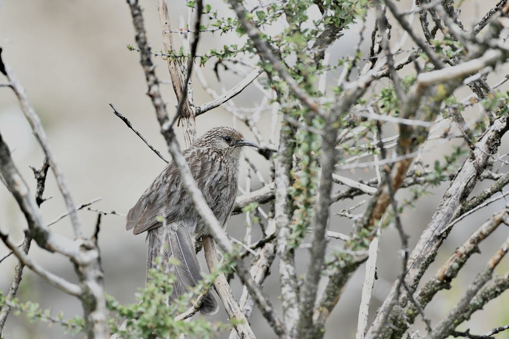 Giant Babax (Pterorhinus waddelli) photo