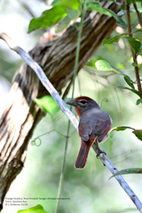 Piranga roseogularis