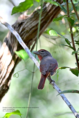 Piranga roseogularis
