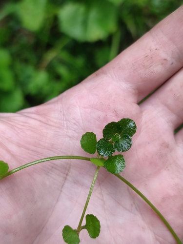 Chrysosplenium ramosum iNat (2)