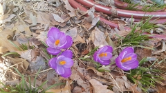 Crocus vernus