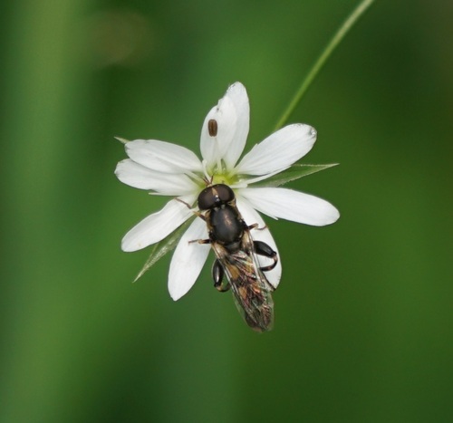 pestrica piskľavá (Syritta pipiens)