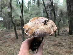 Cortinarius lilacinocolossus