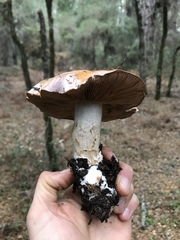 Cortinarius lilacinocolossus