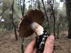 Cortinarius lilacinocolossus