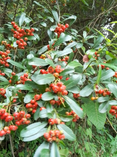 Image of Nepalese Firethorn (Pyracantha crenulata) by (c) Maya Lodhiyal, some rights reserved (CC BY)