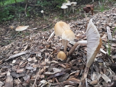 Agrocybe procera
