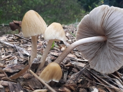 Agrocybe procera