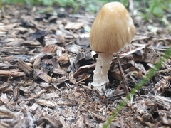 Agrocybe procera