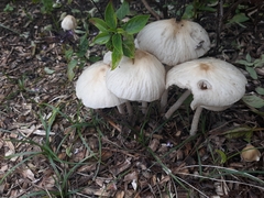 Agrocybe procera