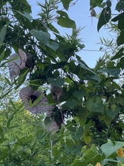 Aristolochia grandiflora image