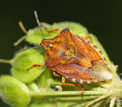 Carpocoris purpureipennis