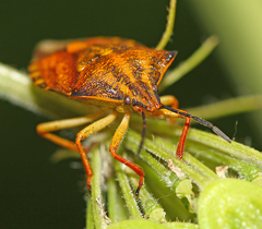 Carpocoris purpureipennis
