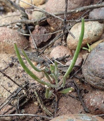 Dudleya multicaulis
