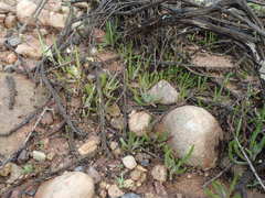 Dudleya multicaulis