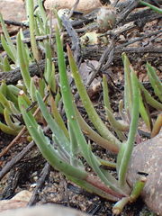 Dudleya multicaulis