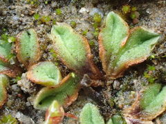 Riccia campbelliana