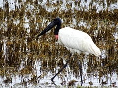 Jabiru photo 5