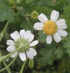 Tanacetum parthenium