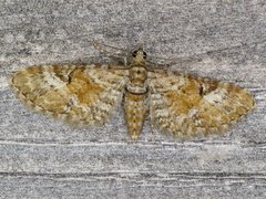 Eupithecia anticaria