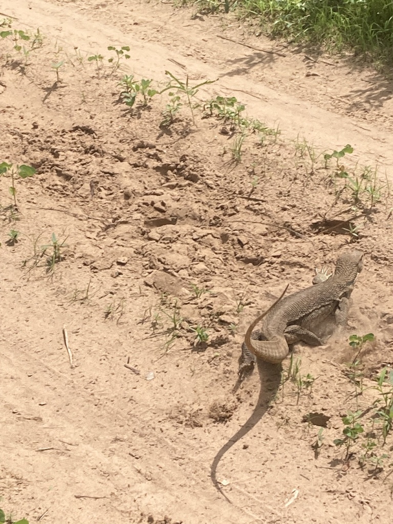 Savanna Monitor