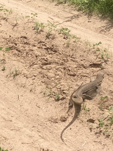 Savanna Monitor