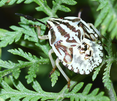Carpocoris purpureipennis