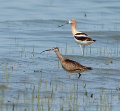 Numenius phaeopus hudsonicus
