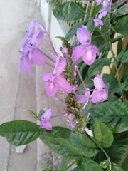 Pseuderanthemum graciliflorum