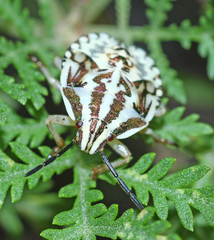 Carpocoris purpureipennis