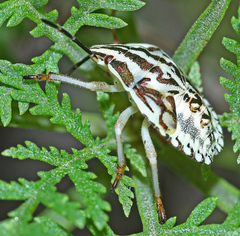 Carpocoris purpureipennis