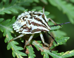 Carpocoris purpureipennis